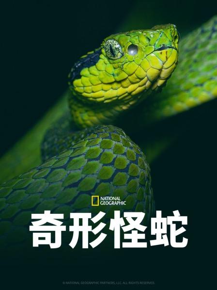冈本视频《奇形怪蛇》免费在线观看